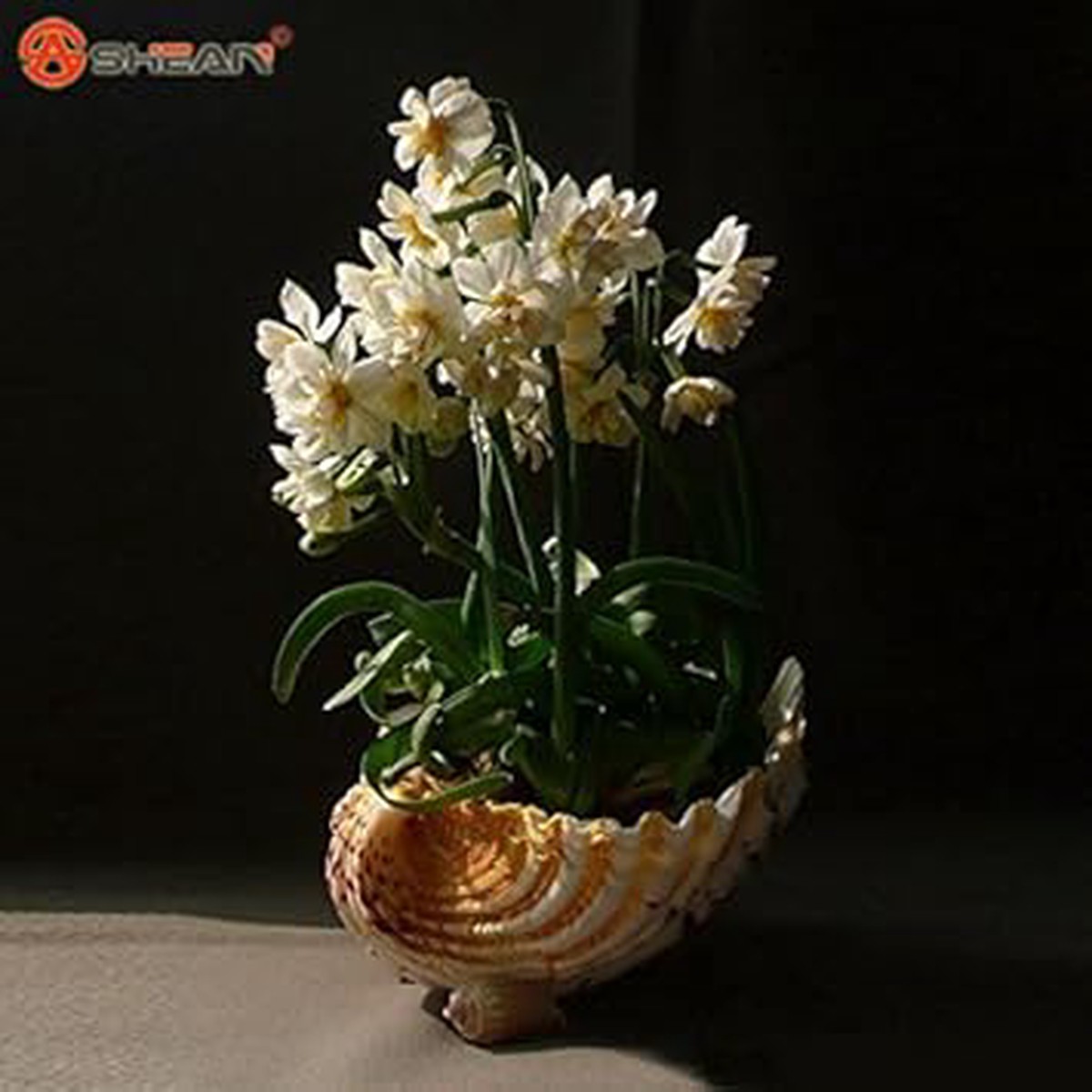 Cream Narcissus Flower Seeds - 100 pcs