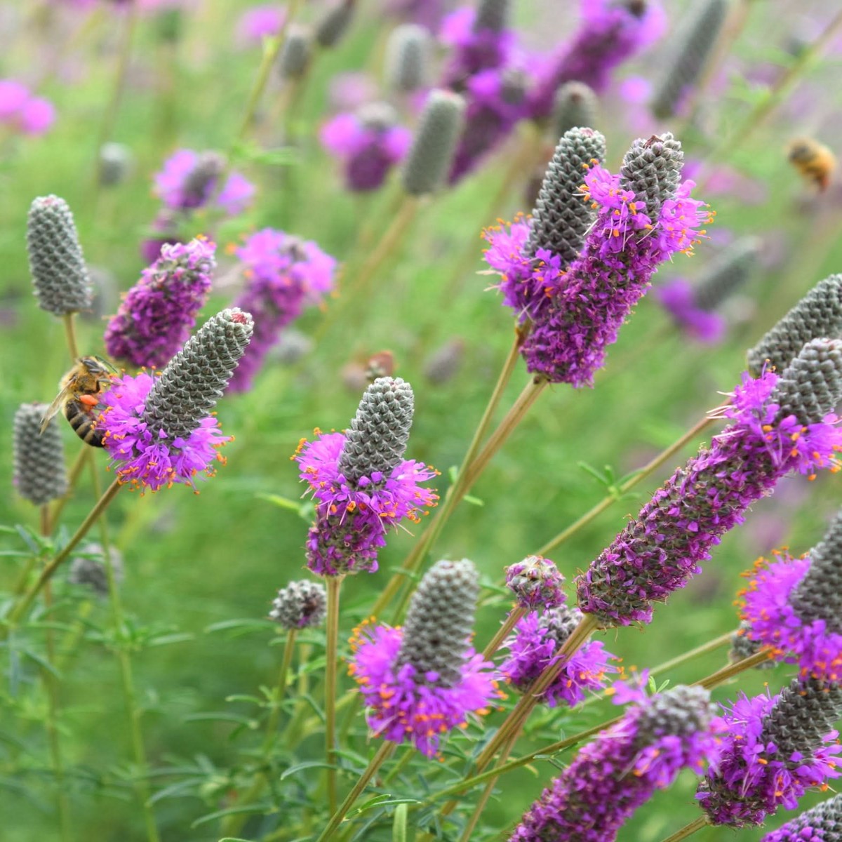 Dalea Purpurea Flower Seeds for Planting Pollinator-Friendly Purple Prairie Blooms