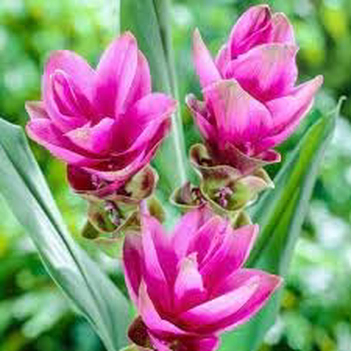 Heirloom Siam Tulip Flower seeds for Planting Compact Growth Heirloom & GMO Free Seeds for Home Garden