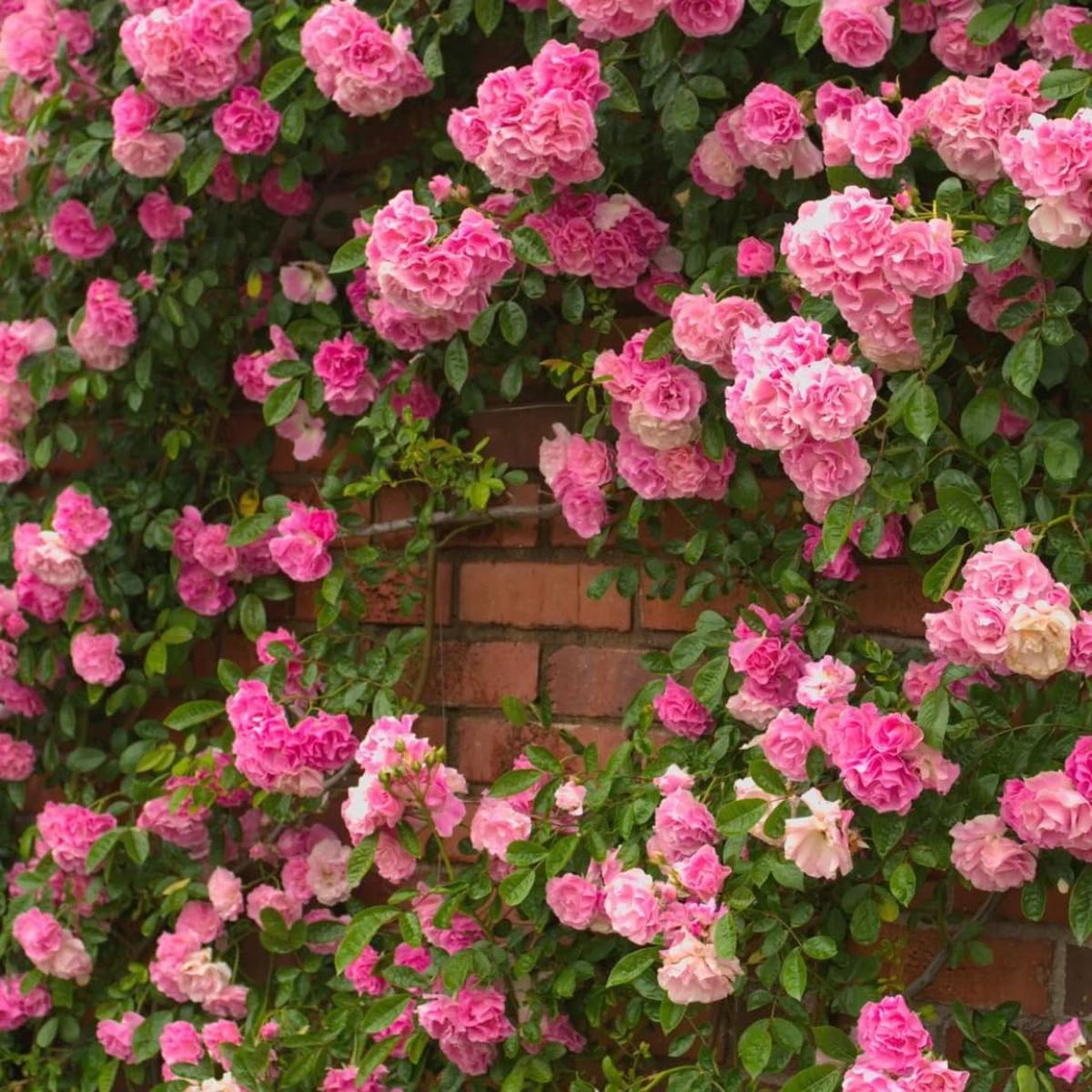 Rose Pink Climbing Rose Flower Seeds for Planting Heirloom, Non-GMO, High Germination Organic Garden Seeds