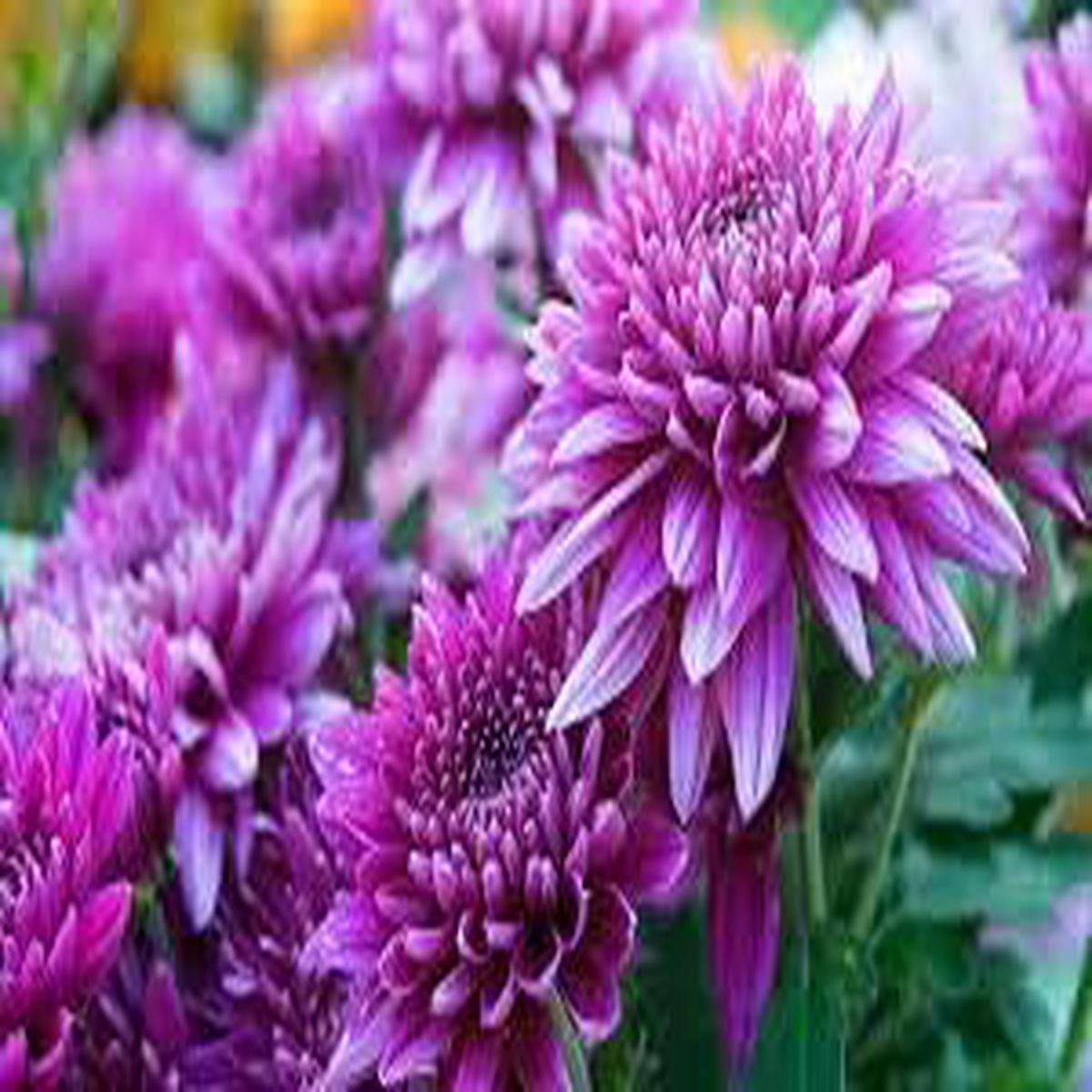 Violet Chrysanthemum Flower Seeds for Planting, 100 pcs