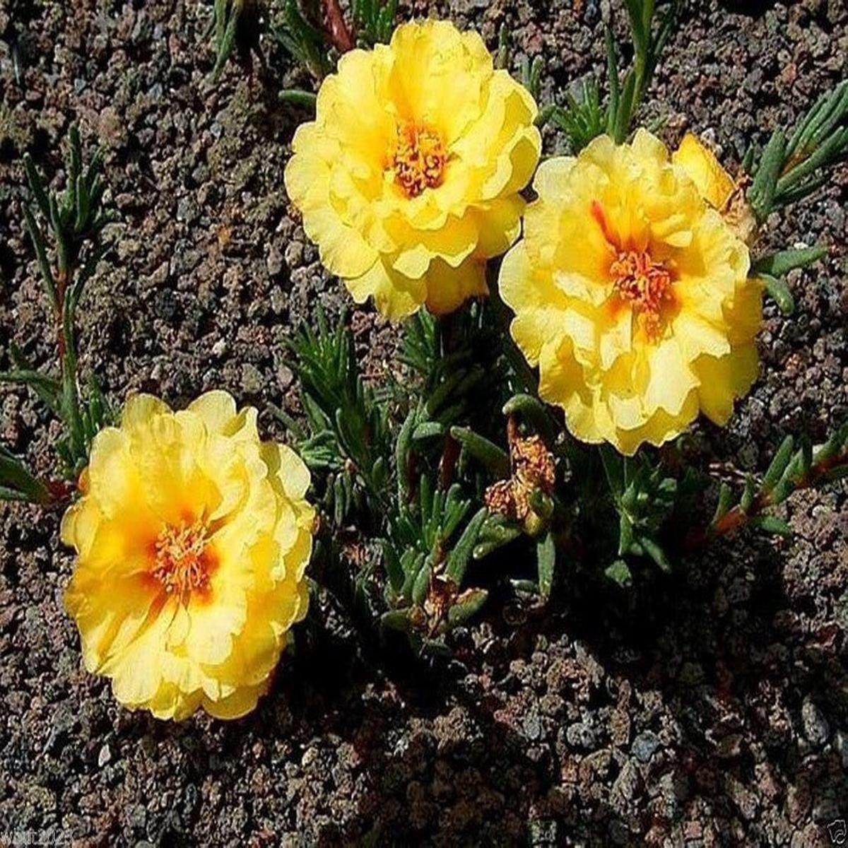 Yellow Moss Rose Portulaca Griflora Flower For Planting Drought Tolerant Ground Cover For Sunny