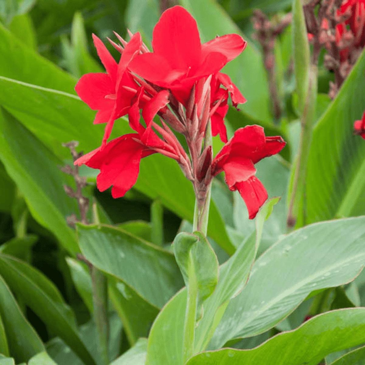 Indica Flower Seeds for Planting  Hardy Variety, Heirloom & Non-GMO Seeds