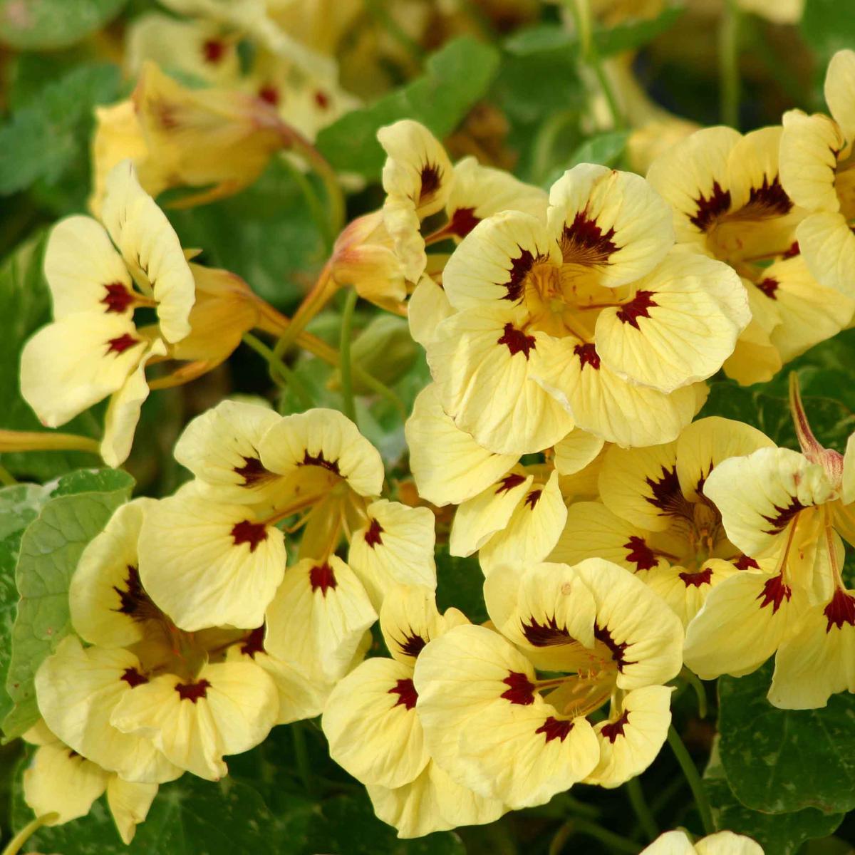 Nasturtium Seeds - Cream Troika