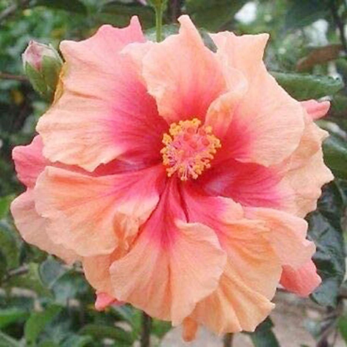 Pink Orange Hibiscus Flower Seeds Hardy Exotic Blooms for Summer Garden Borders