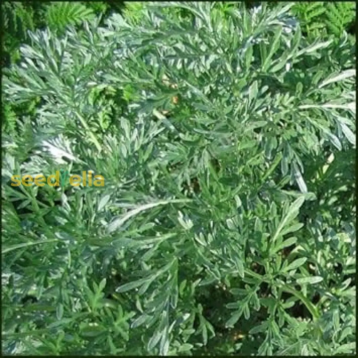 Absinthe Wormwood Seeds for Planting - Premium Quality