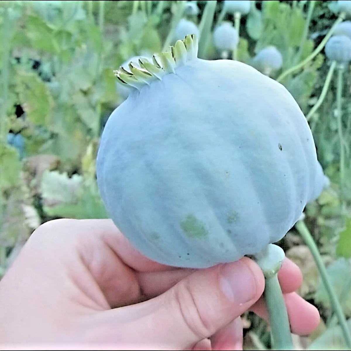 1000 Giant Rattle Poppy Seeds - Papaver Somniferum - Large White Blooms