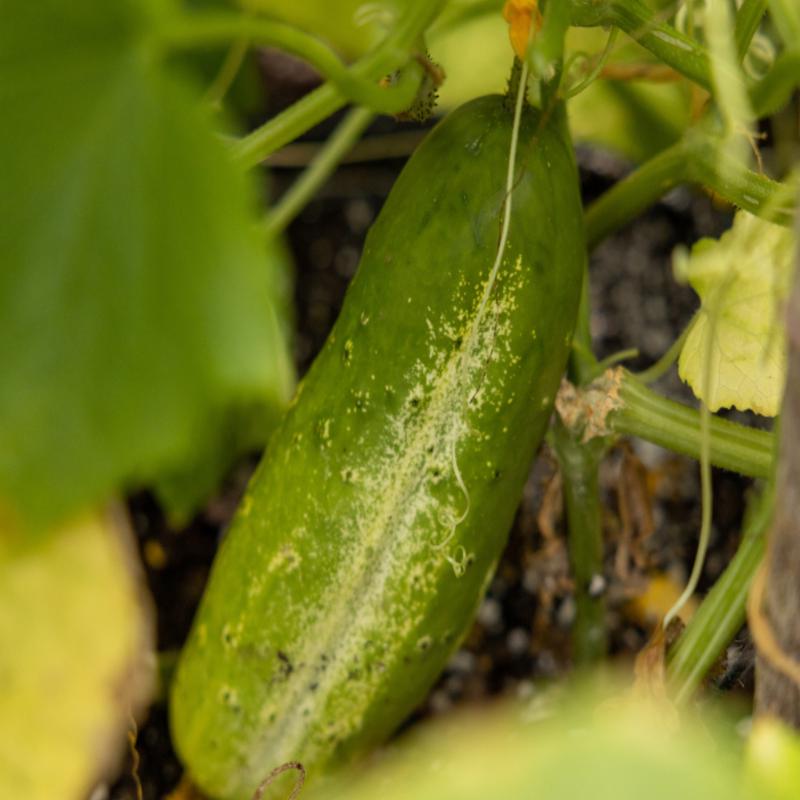 Bulk: National Pickling Heirloom Cucumber Seeds