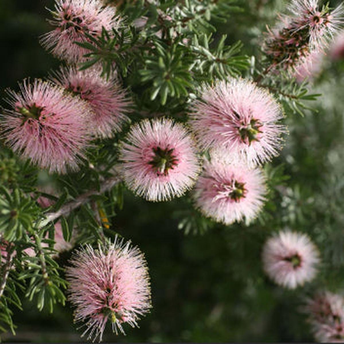 Kunzea baxteri Persian Pink