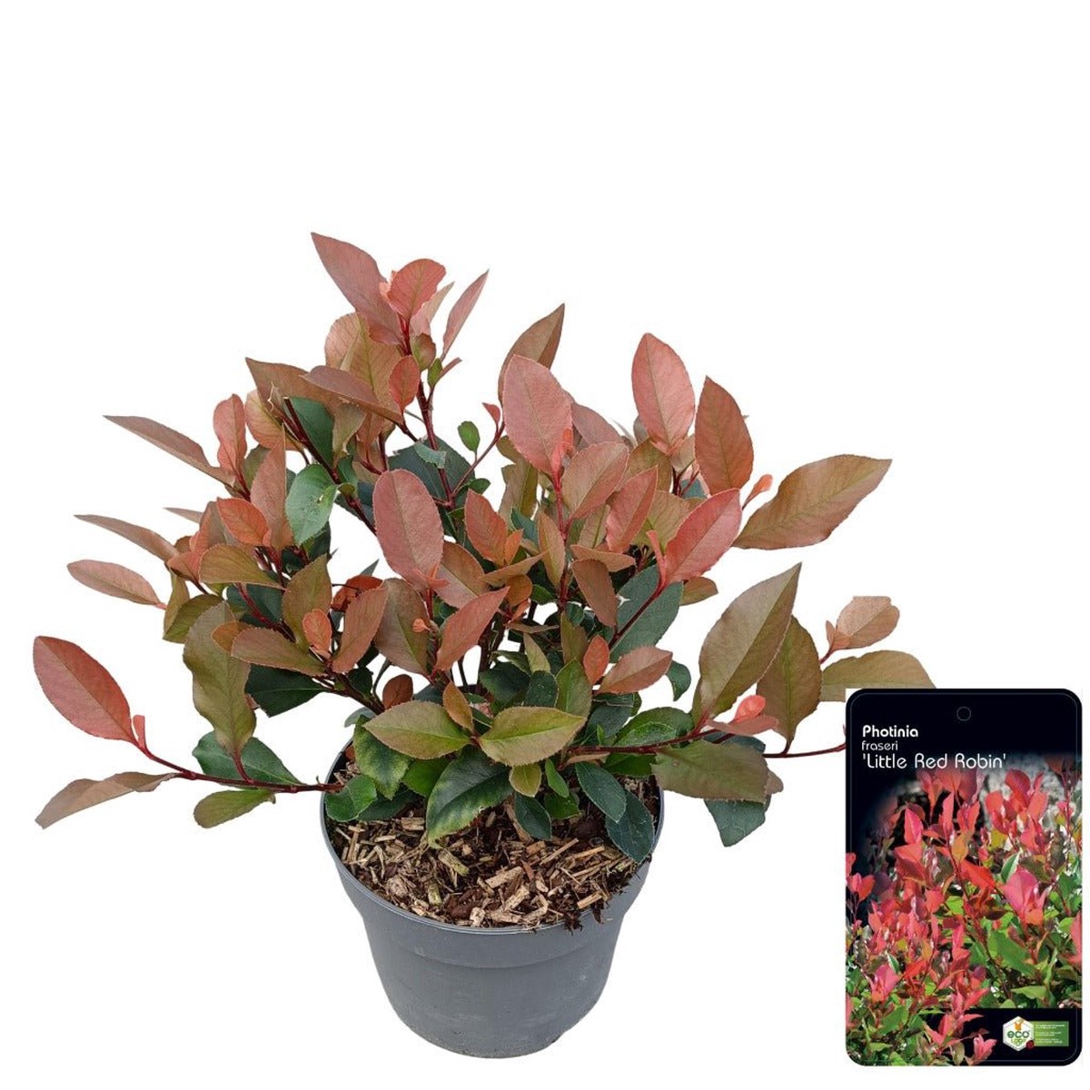 Add-On Photinia Fras Little Red Robin 5Ltr