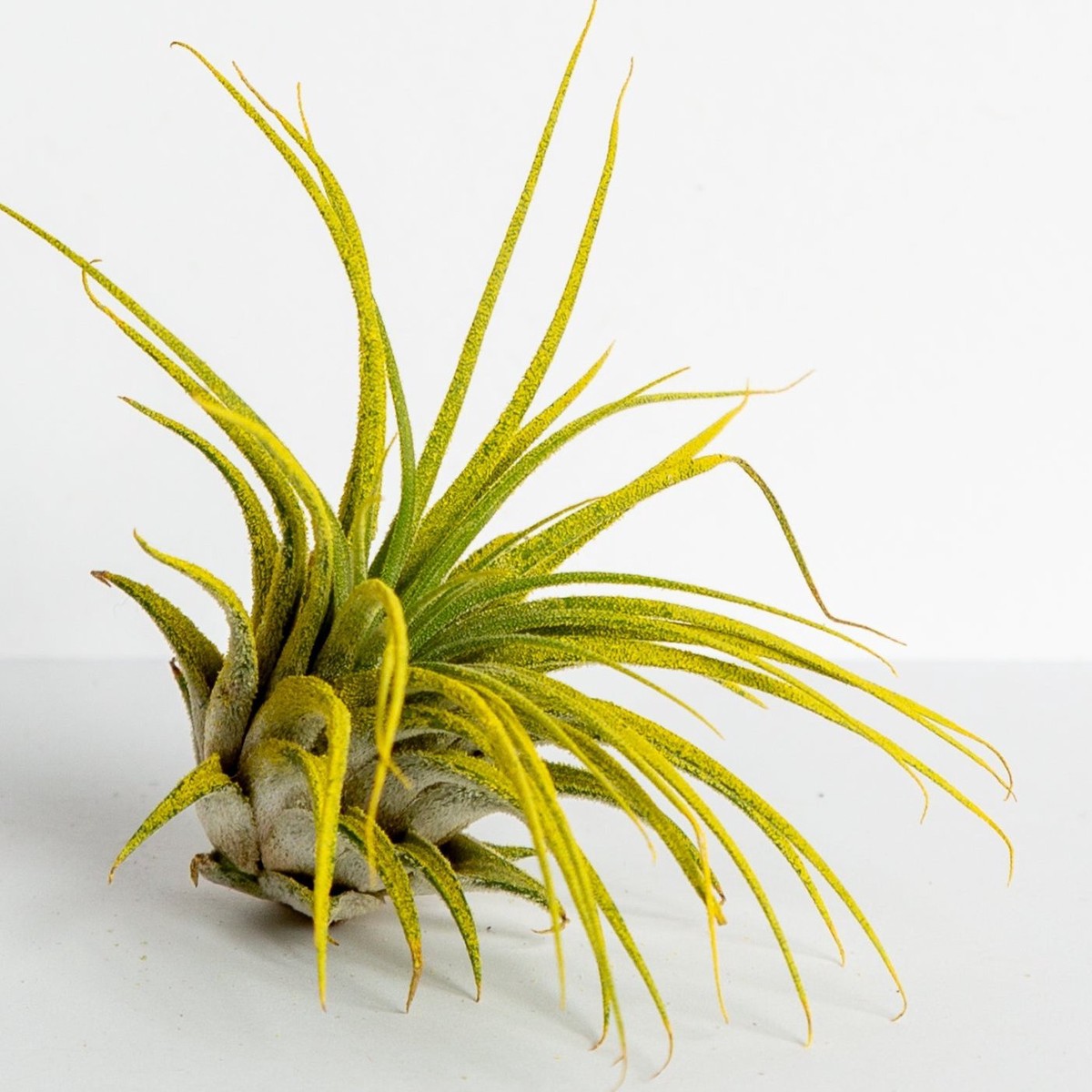 Air Plant Ionantha - Yellow 3-4 3-4Yellow