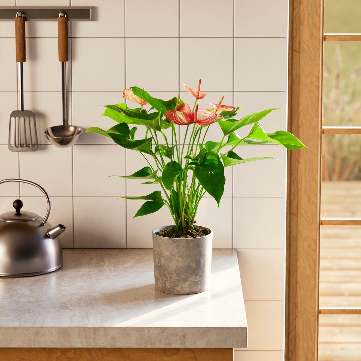 Anthurium Livium MediumEcoPotEarlGrey