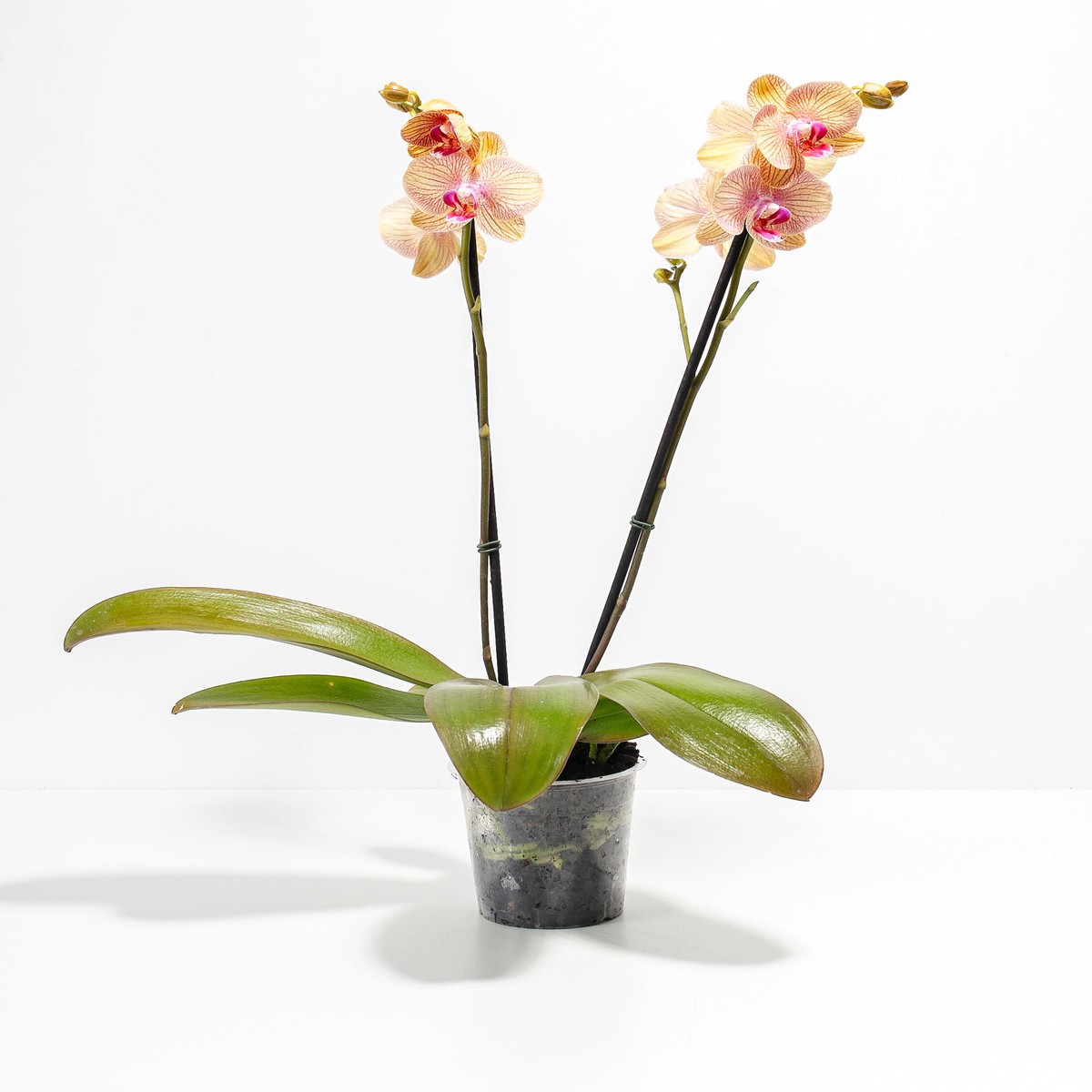Arcadia Phalaenopsis Orchid MediumEstellaTerracota