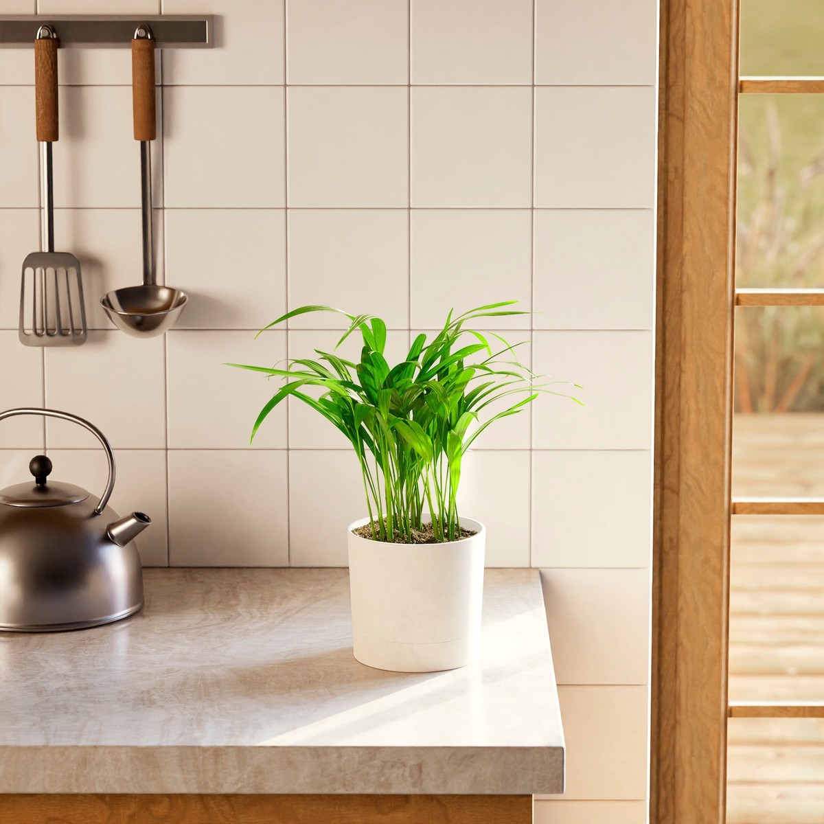 Areca Palm Indoor Tree MediumEcoPotCoconut