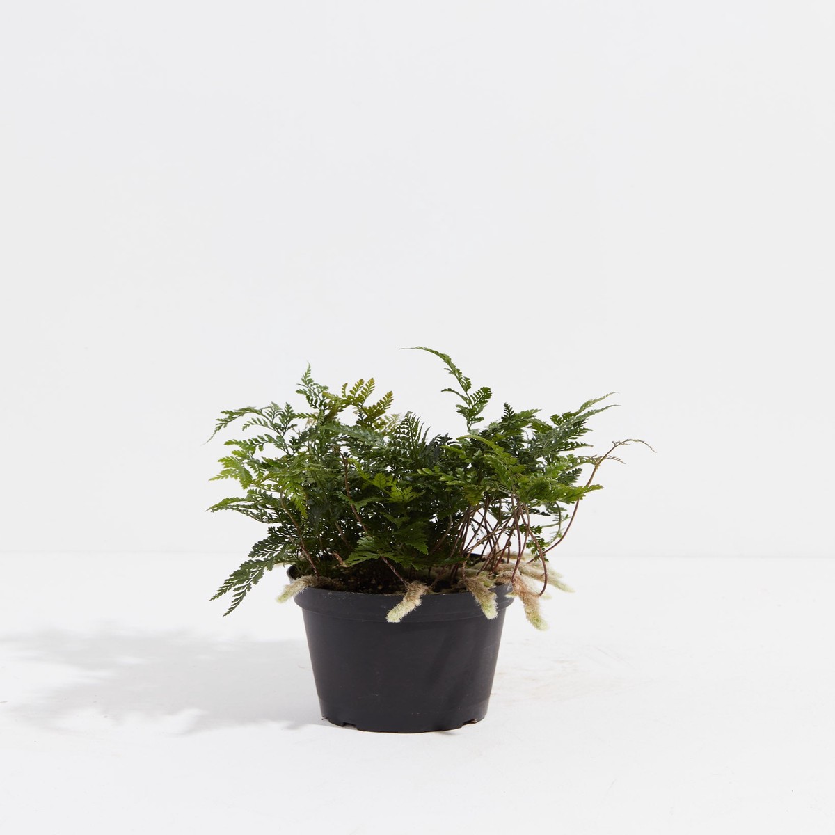 Black Rabbit Foot Fern MediumGrowerVaries
