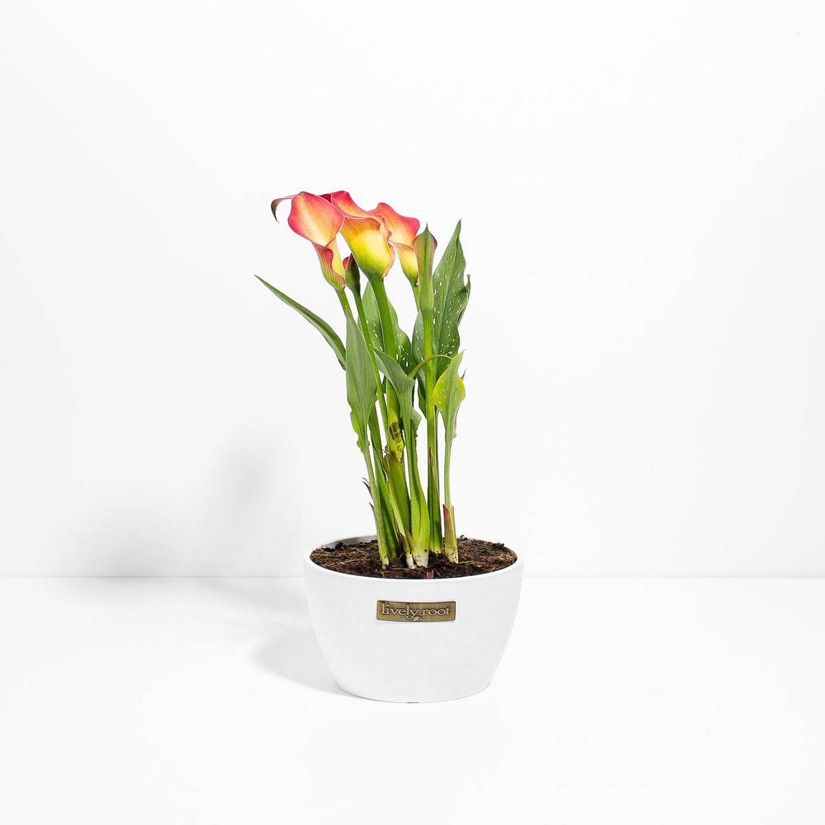 Blood Orange Calla Lily MediumEcoPotMacadamia