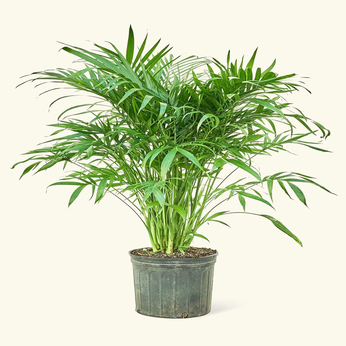 Cat Palm ExtraLargeClassicPolarWhite