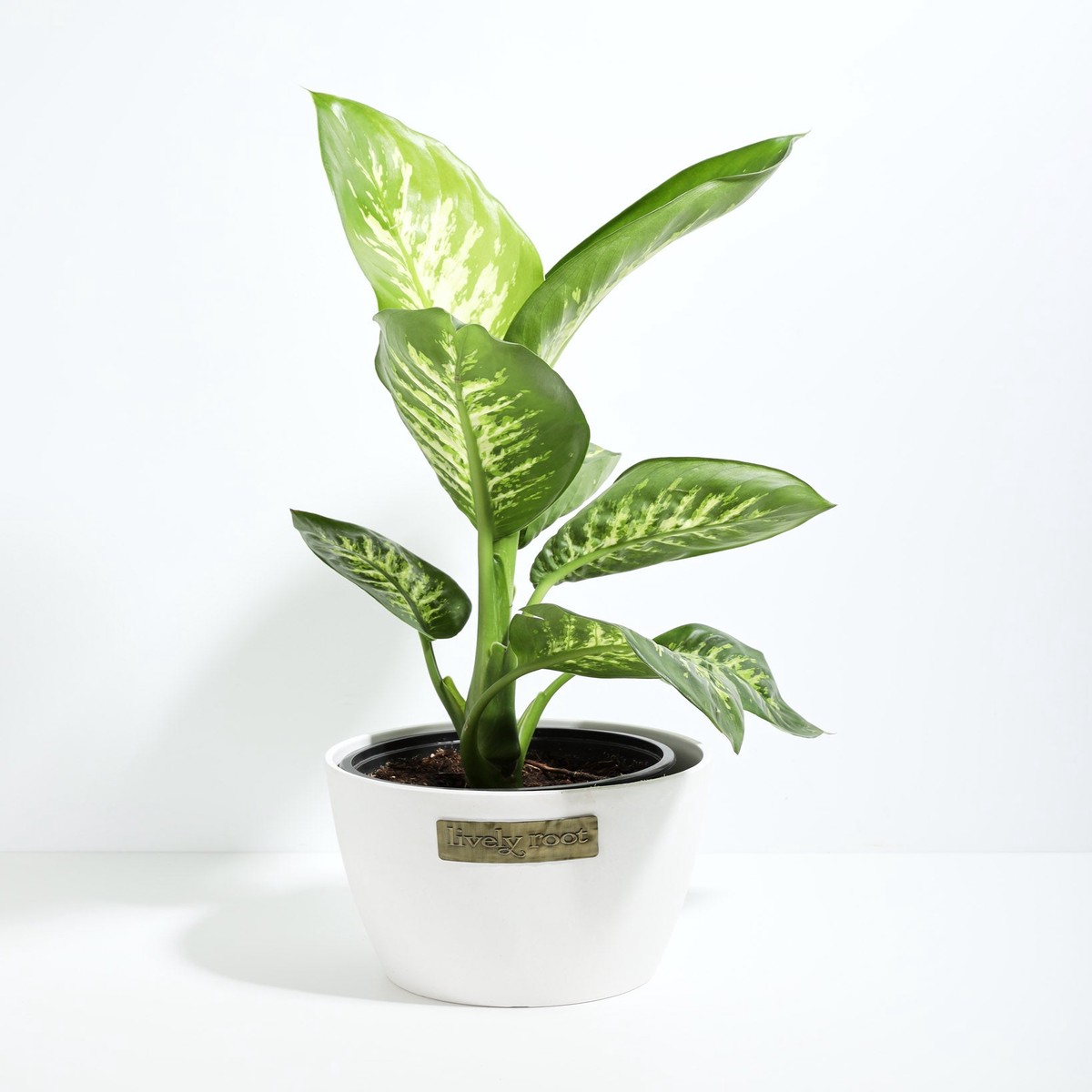 Dieffenbachia Tropic Snow LargeGrowerVaries