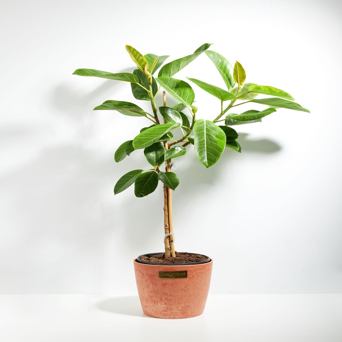 Ficus Yellow Gem Column MediumGrowerVaries