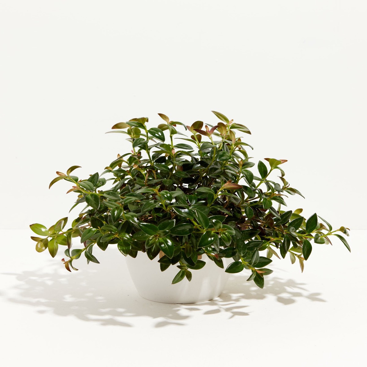 Nematanthus Black Goldfish Plant MediumEcoPotCoconut