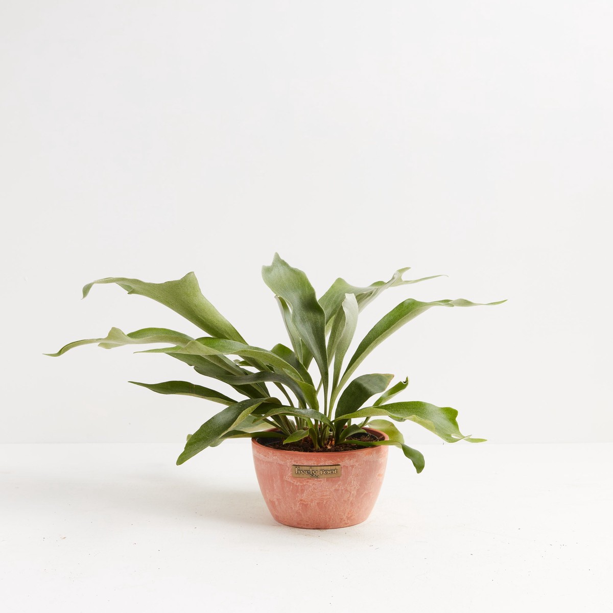 Staghorn Fern SmallEcoPotChai