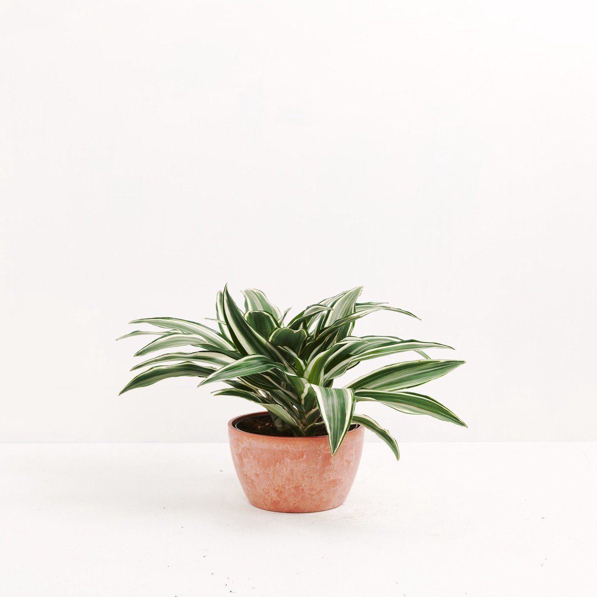 White Striped Dracaena (Dragon Tree) SmallBasketsLight