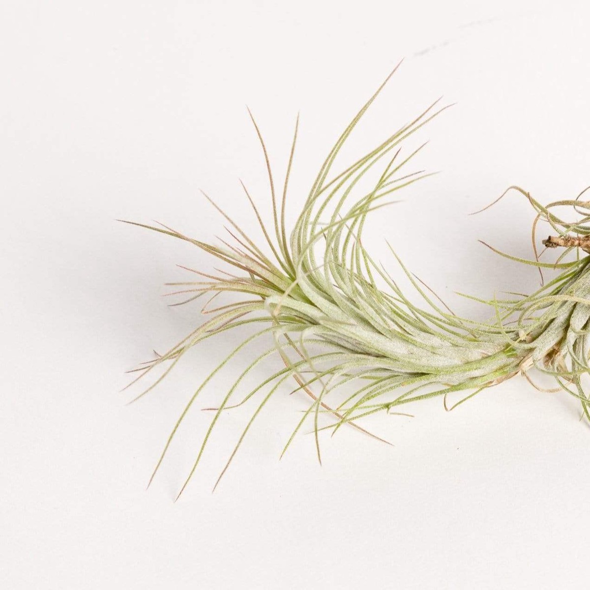 Air Plant Funckiana 3-4 3-4