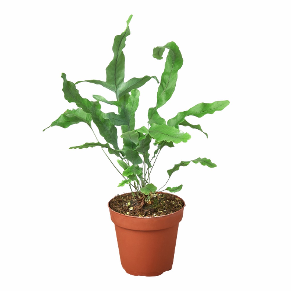 Fern Blue Star 4PotBlackCylinder