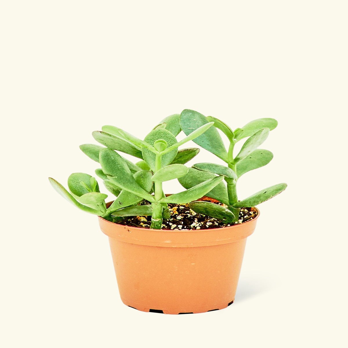 Jade Plant MediumClassicPolarWhite