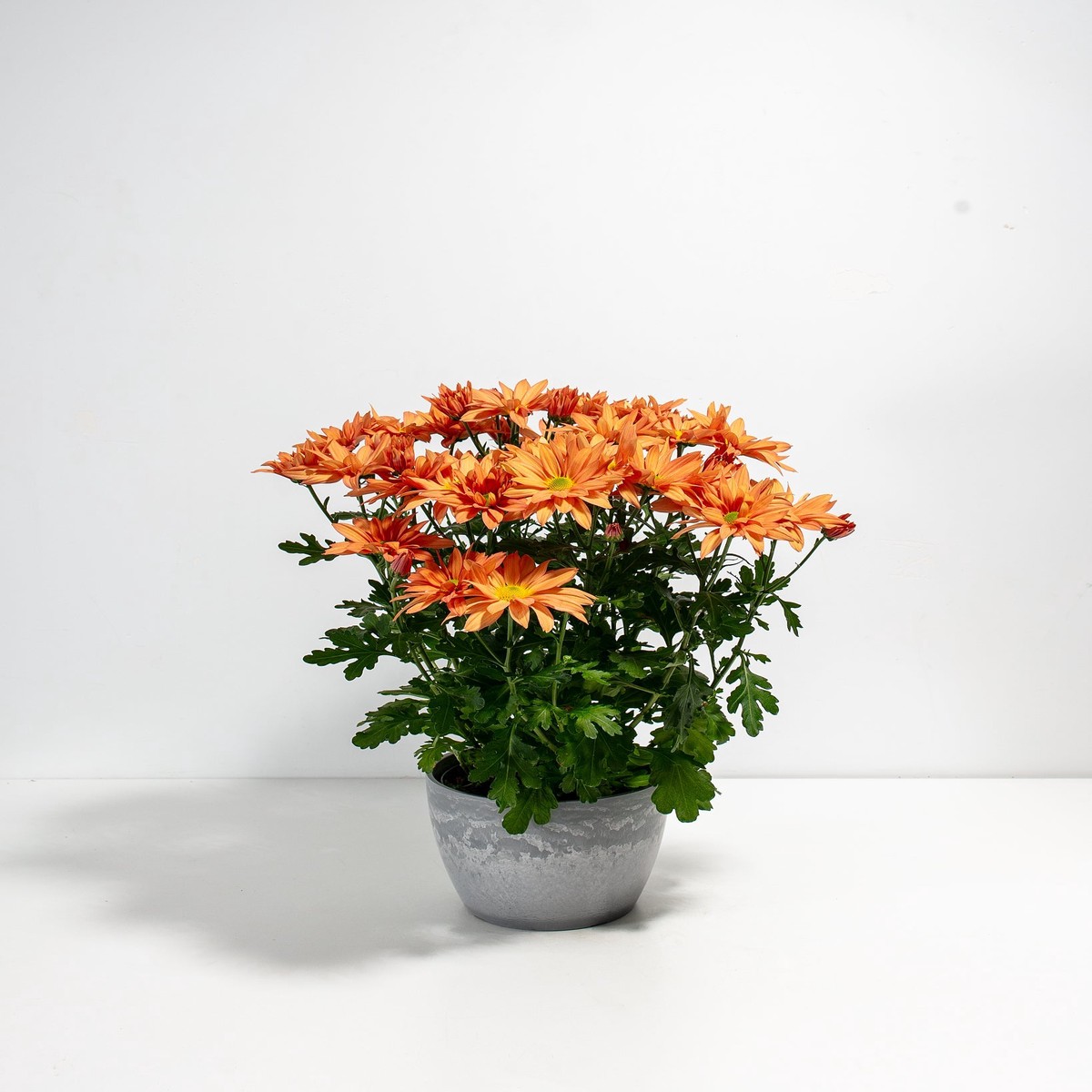 Orange Chrysanthemum MediumEcoPotChai