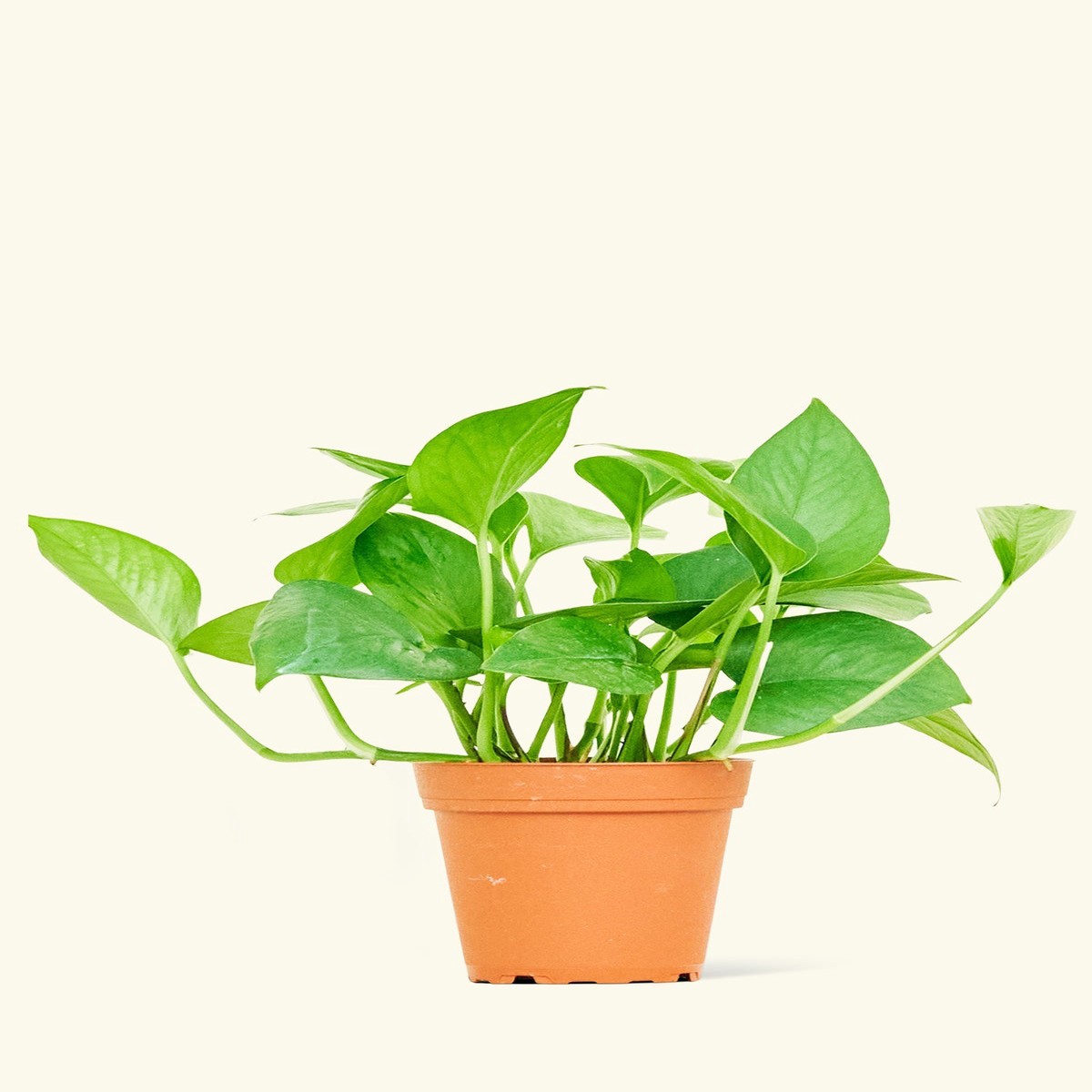 Pothos Jade LargeClassicPolarWhite