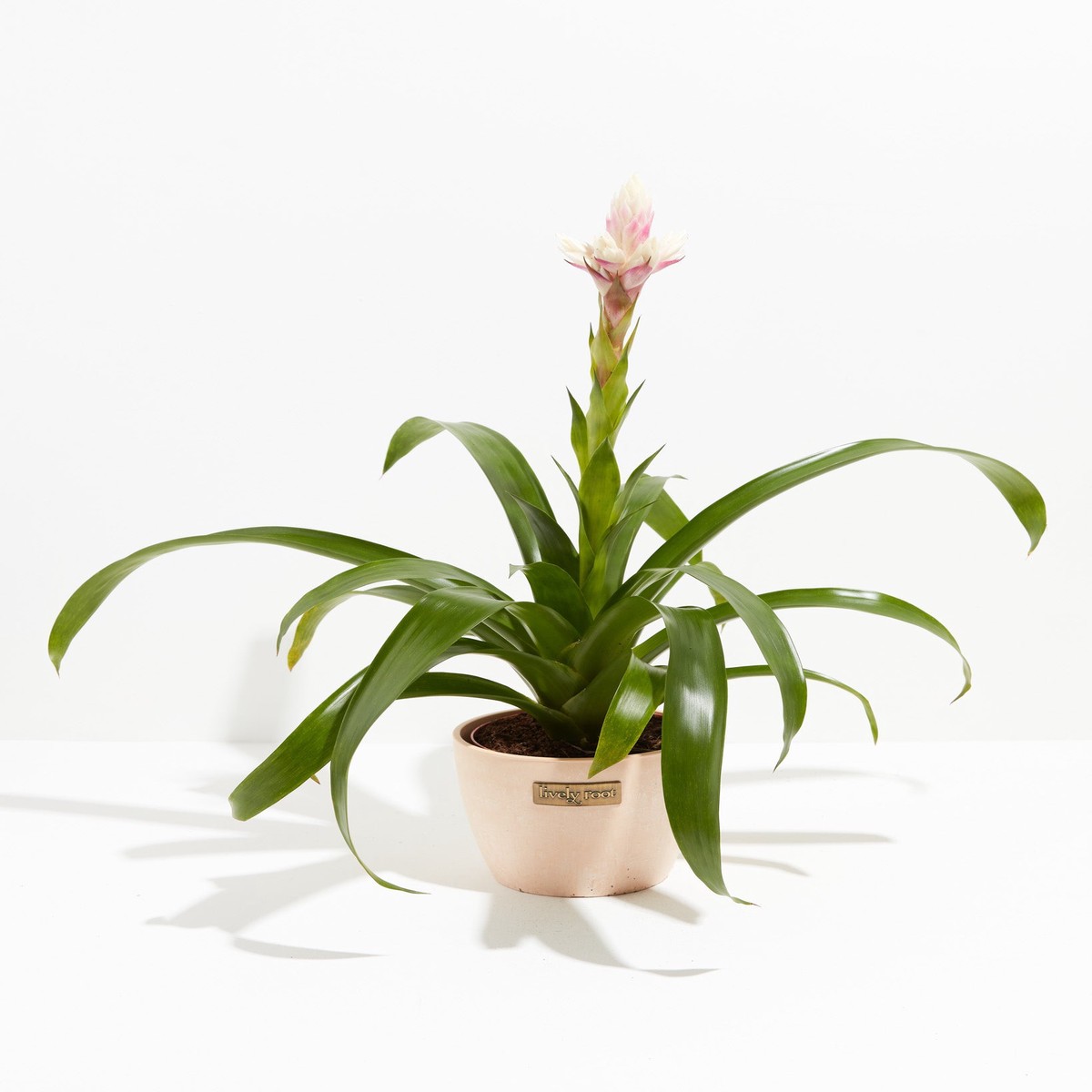 Priscilla Guzmania Bromeliad MediumEcoPotChai