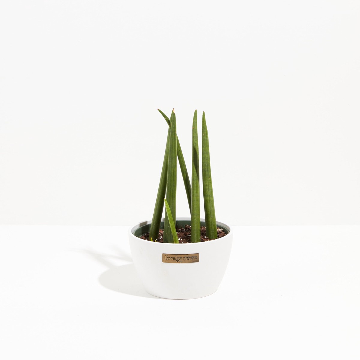 Sansevieria Cylindrica MediumGrowerVaries