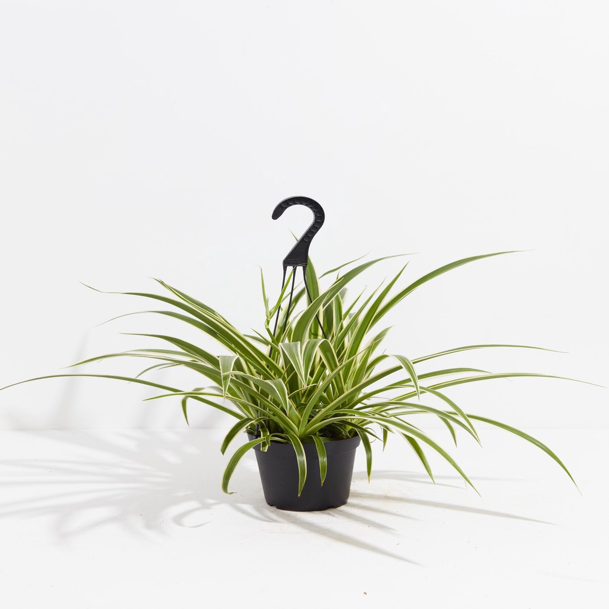 Spider Plant SmallEcoPotChai