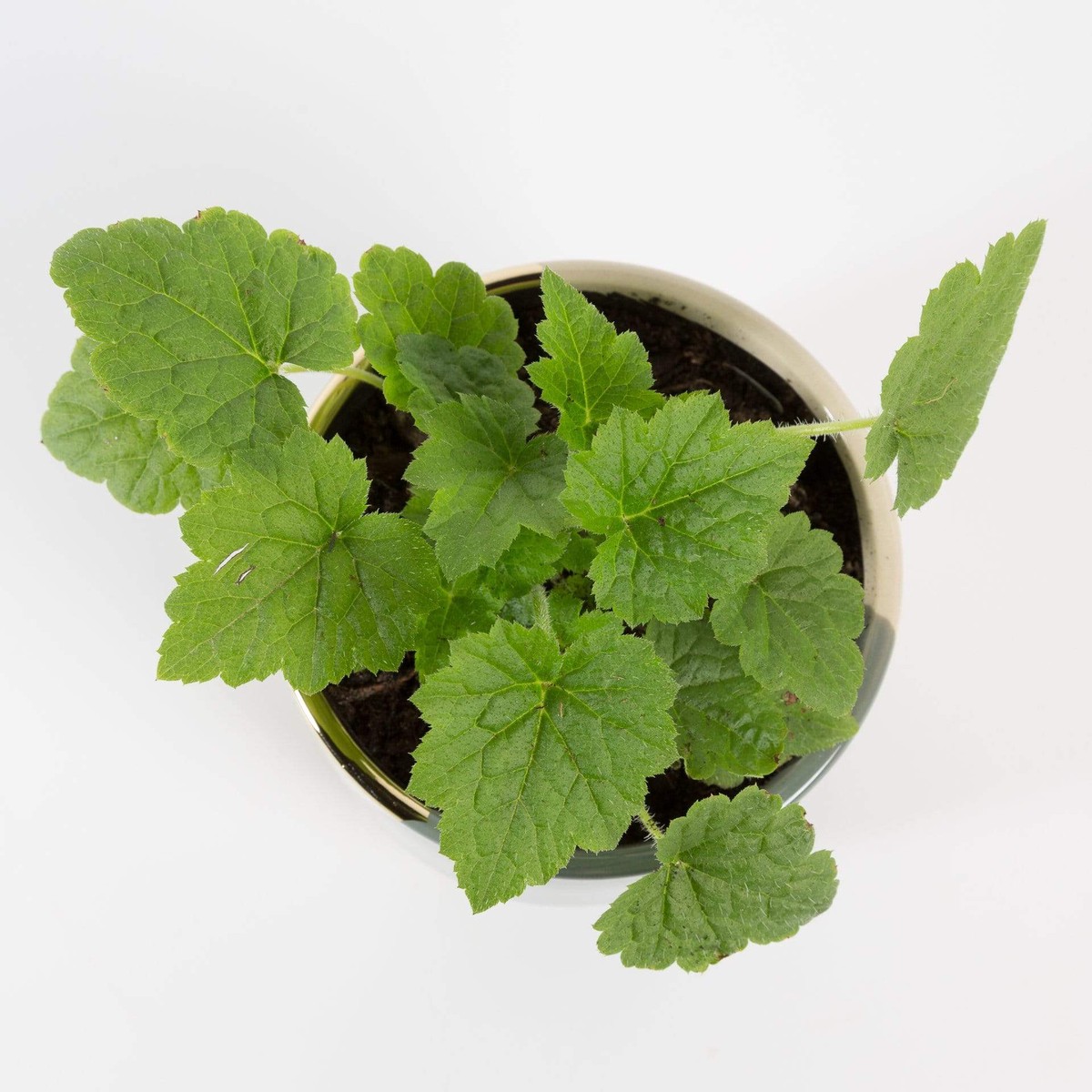 Tolmiea Piggyback Plant 4 4InNurseryPot