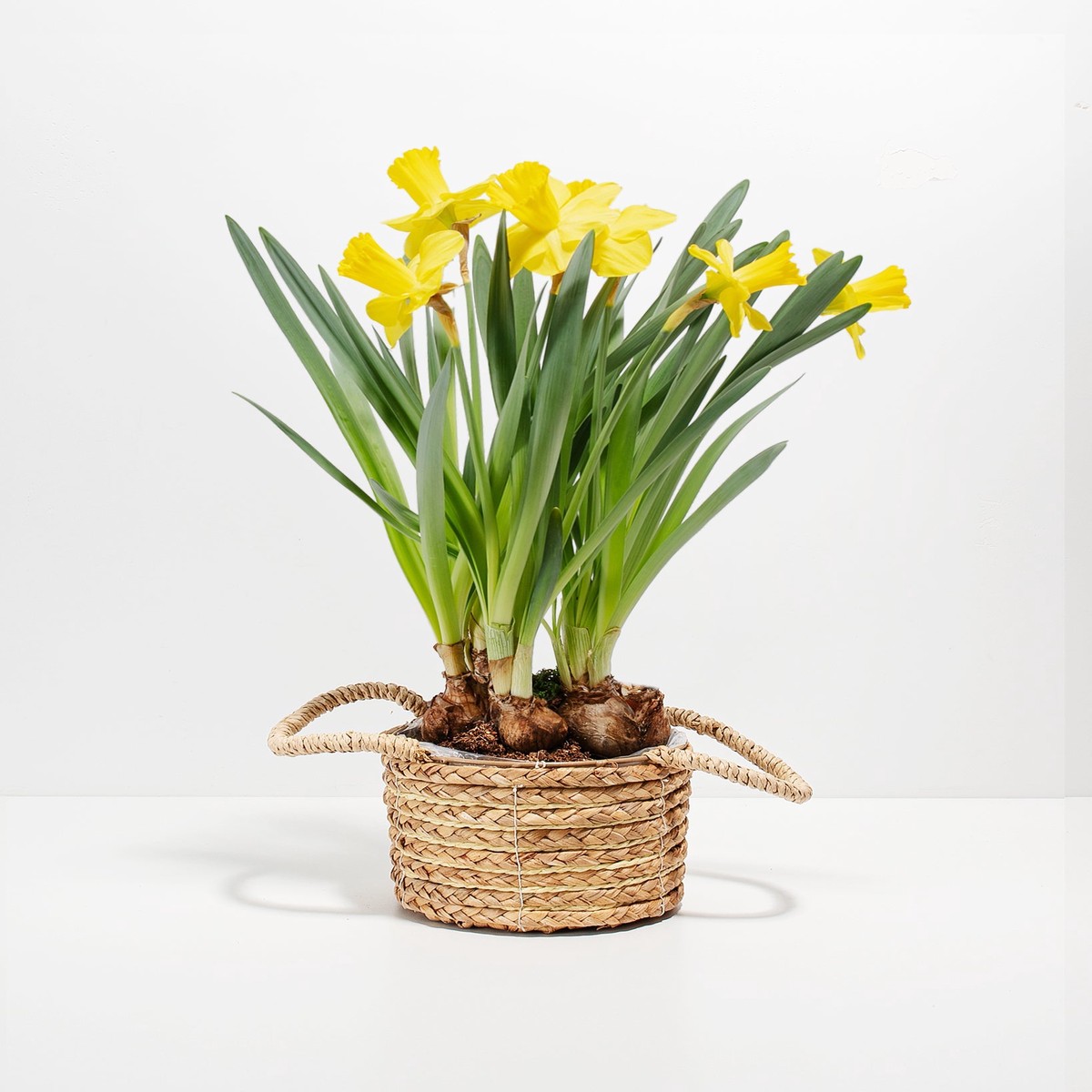 Yellow Daffodil MediumEcoPotChai