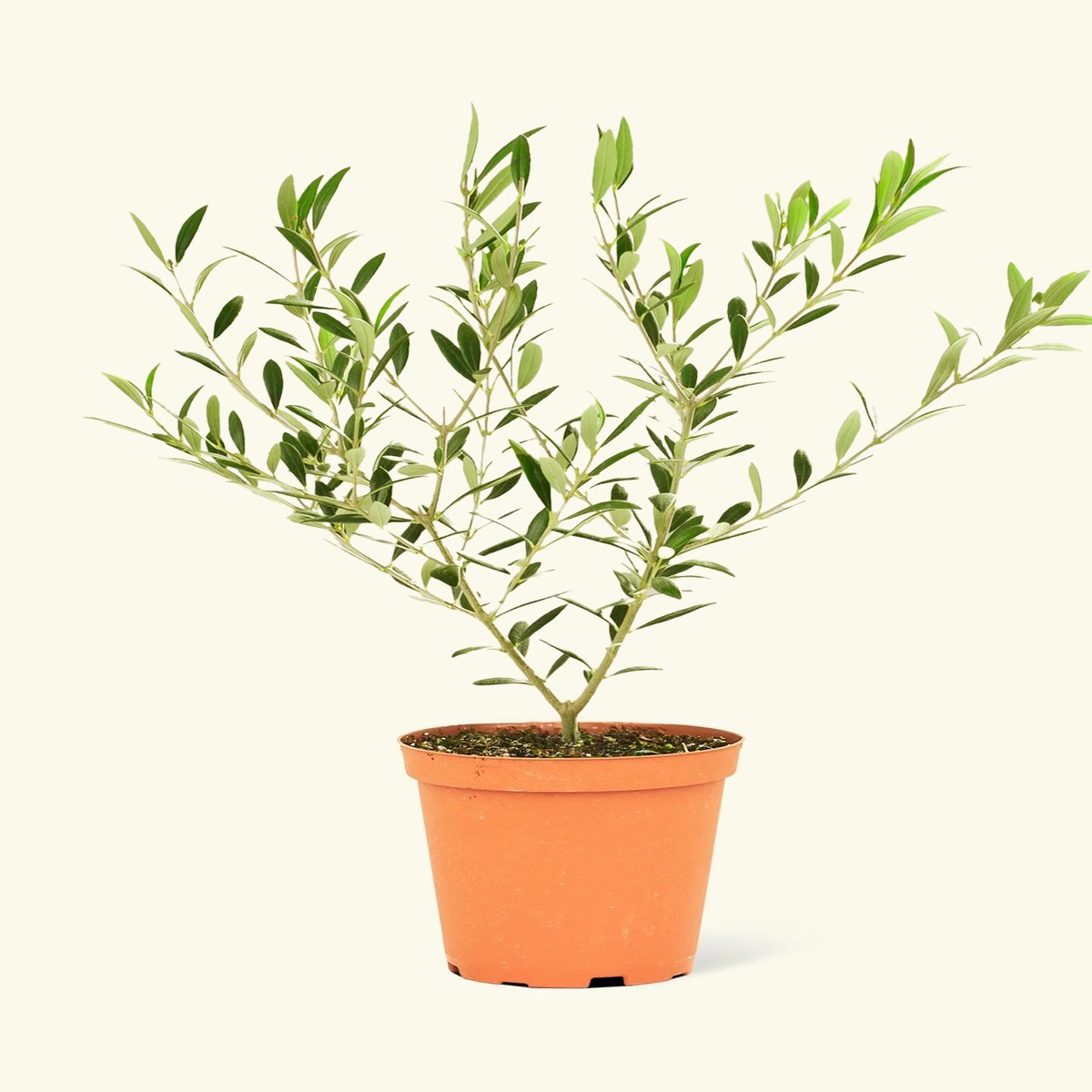 Indoor Olive Tree MediumClassicOat