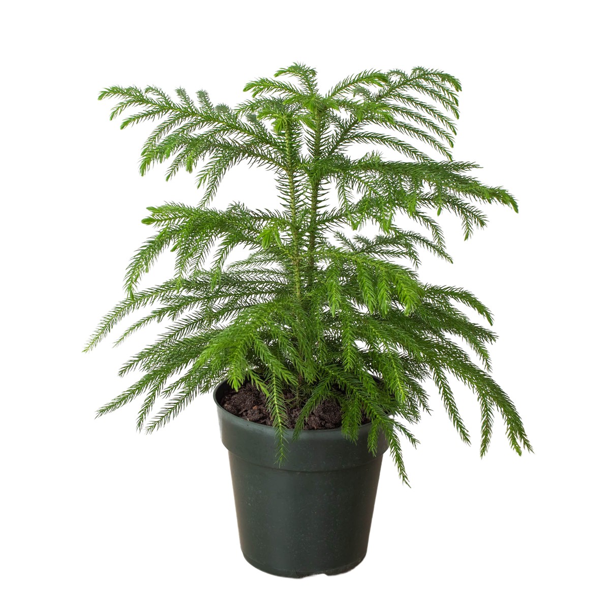 Norfolk Island Pine 8Pot