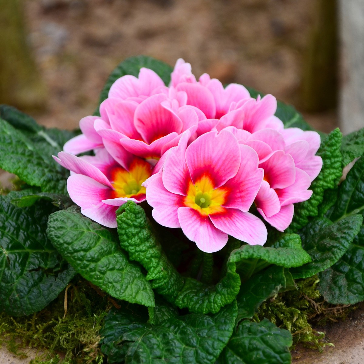Primrose Appleblossom 6Plants