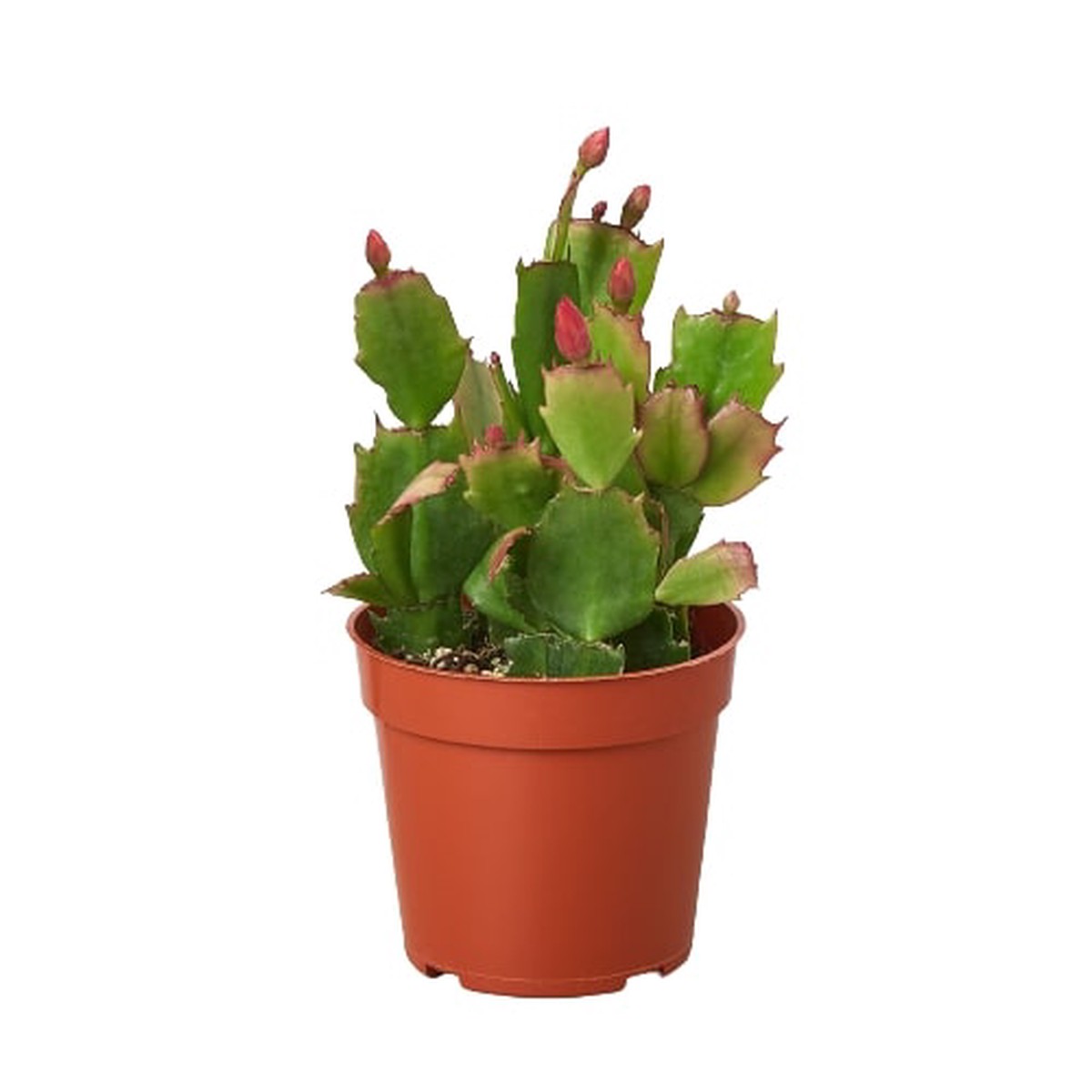 Zygocactus Christmas Cactus 6PotWhite