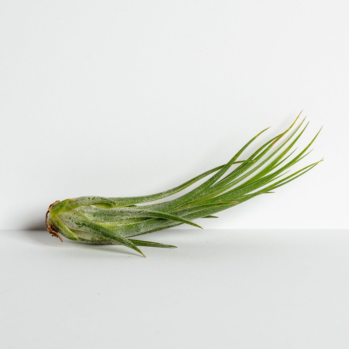 Air Plant Ionantha - Scaposa 4-5 4-5