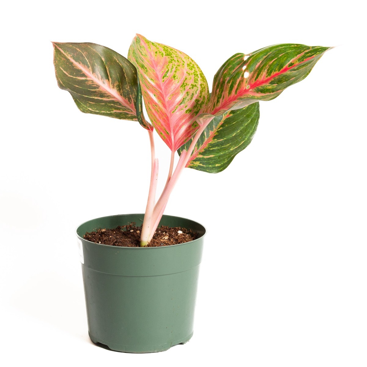Chinese Evergreen Rubi 6 6InNurseryPot