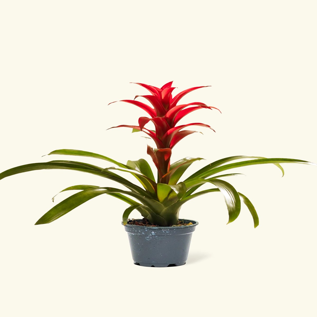 Guzmania Bromeliad SmallClassicRosePink