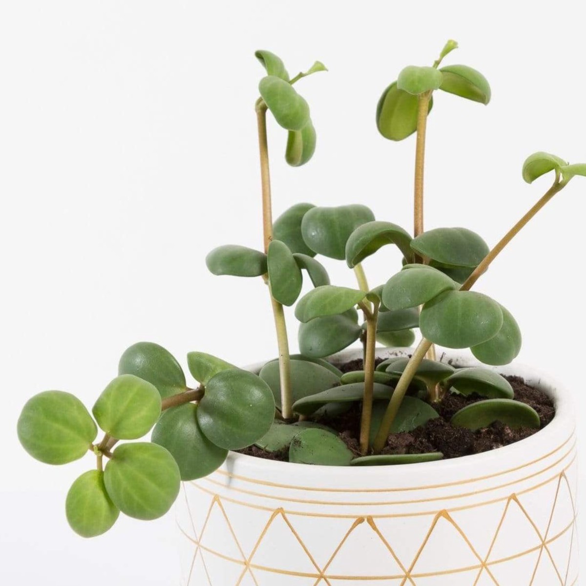 Peperomia Hope 4 4InNurseryPot