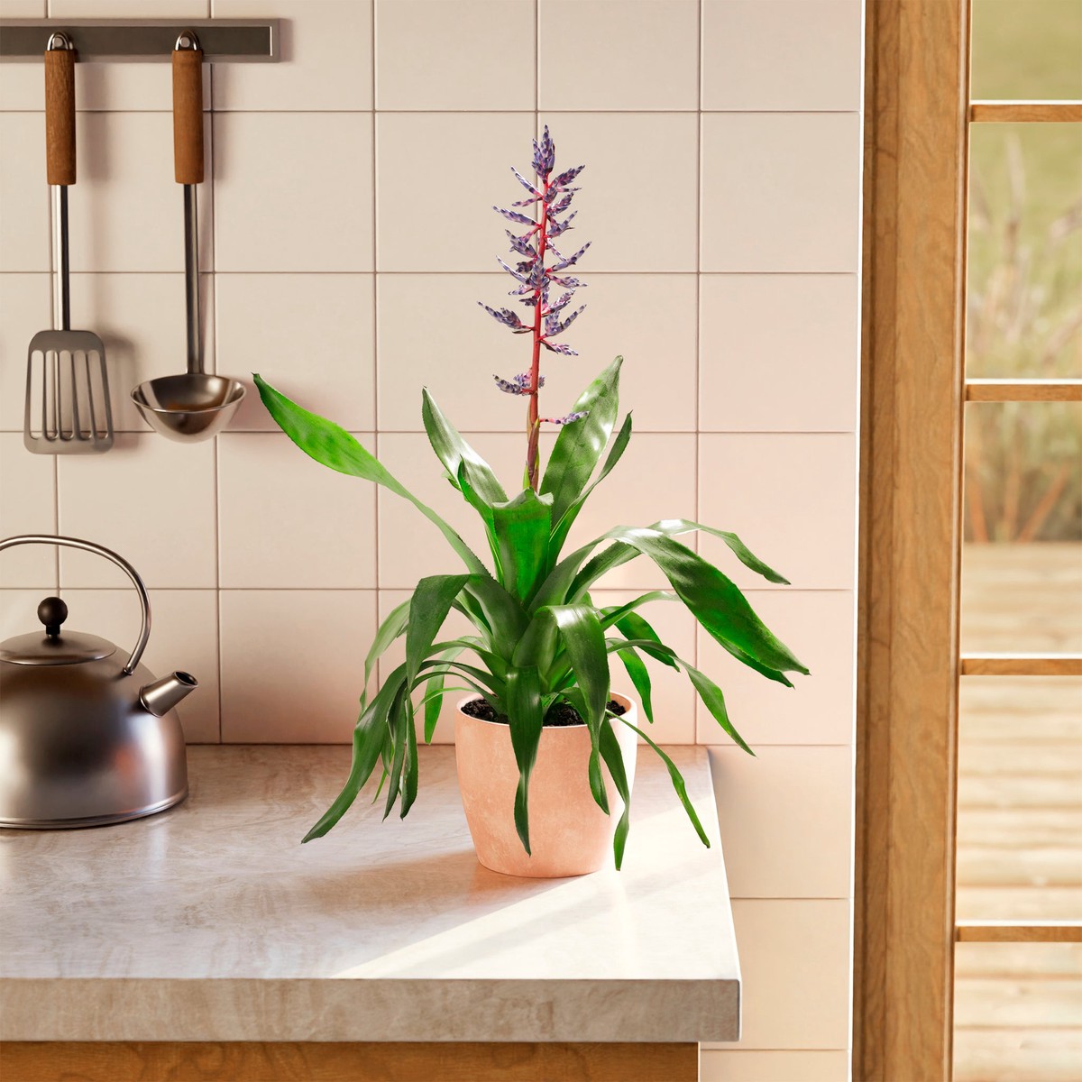 Aechmea Del Mar MediumEcoPotCoconut