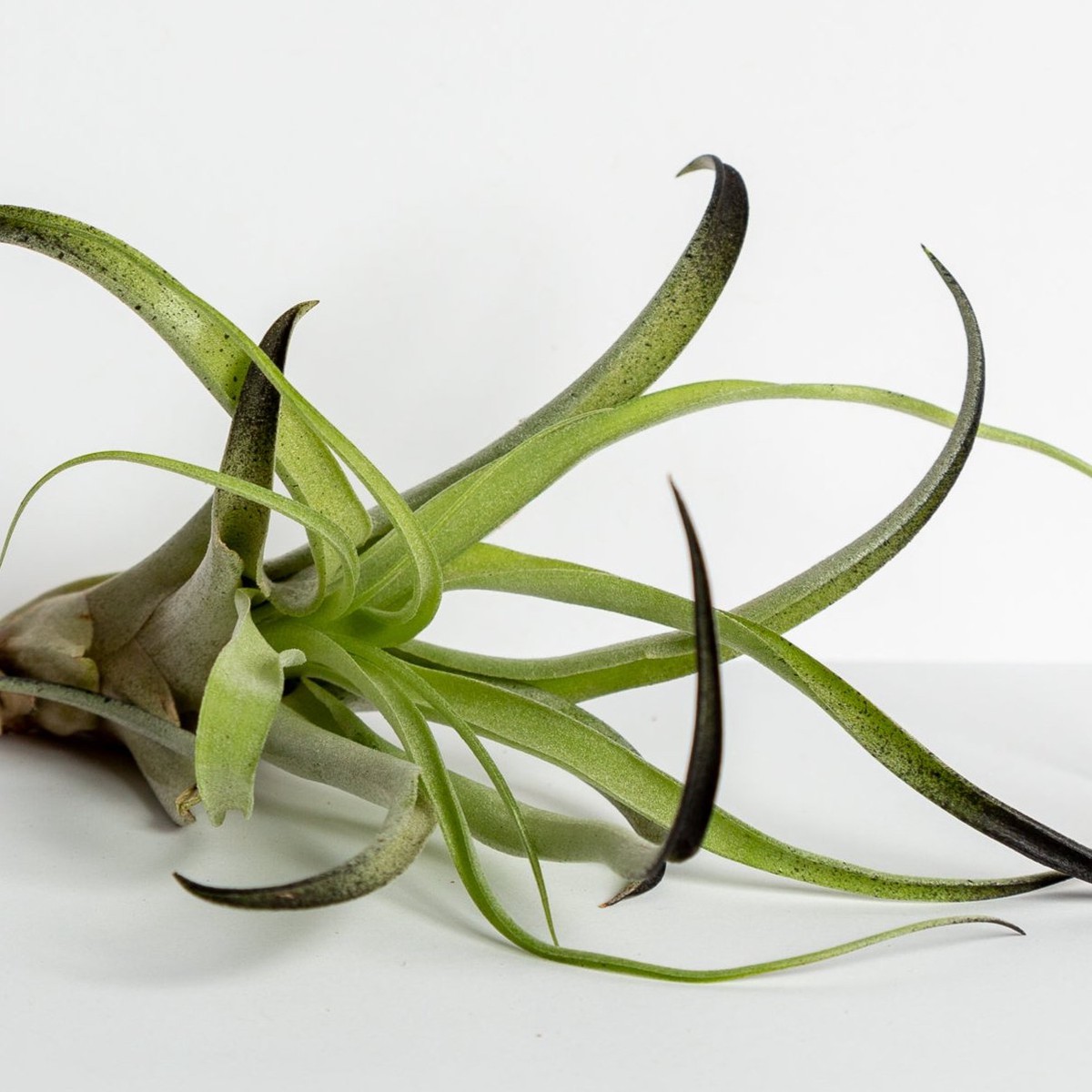 Air Plant Capitata - Black 3-4 3-4