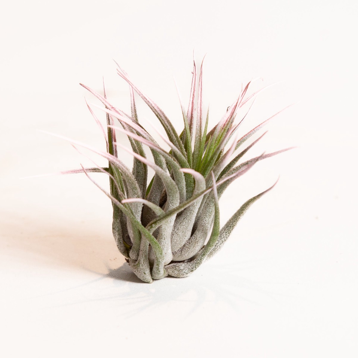 Air Plant Houston - Pink 3-4 3-4