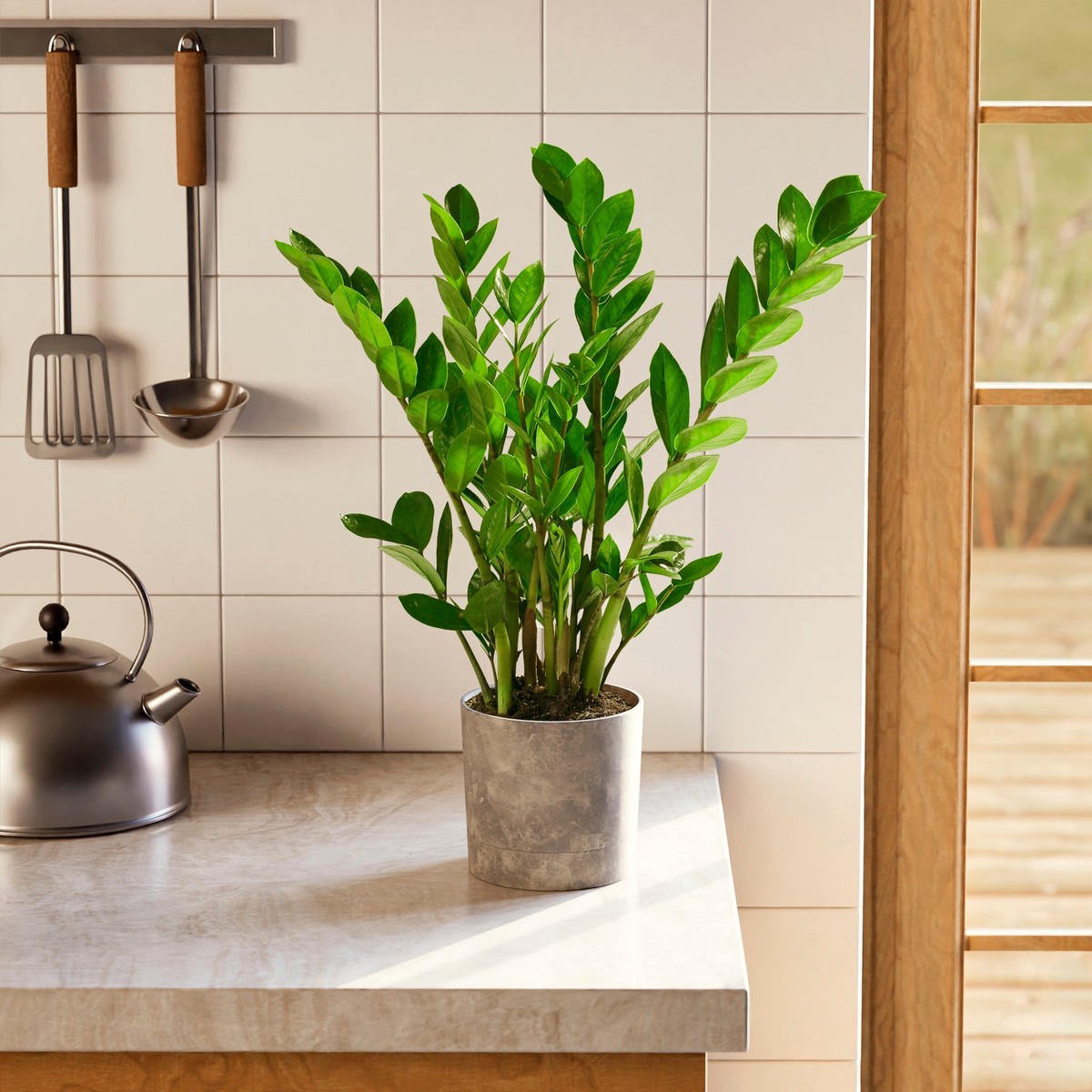 Zz Plant SmallGrowerVaries