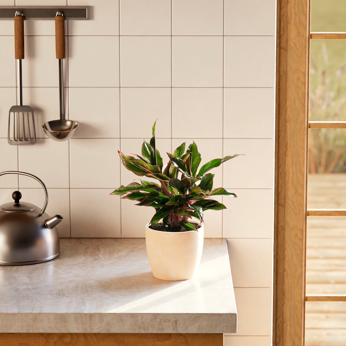 Aglaonema Red Siam MediumEcoPotChai