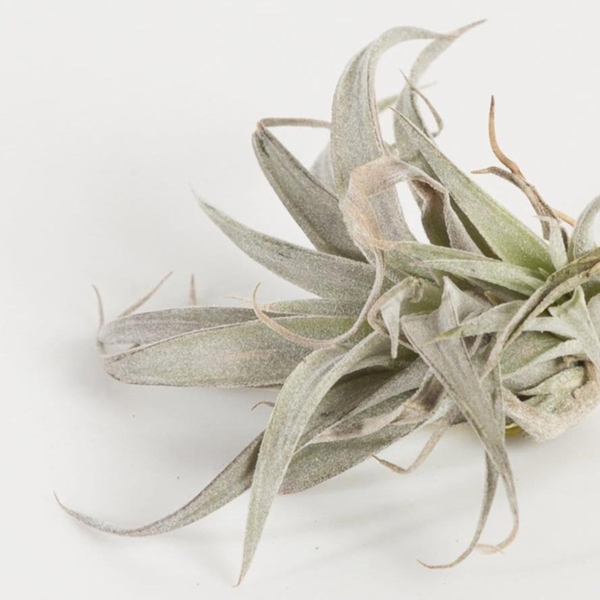 Air Plant Chiapensis - Pink 2-3 2-3Pink